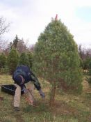 2006_12_02_Christmas_Tree003.JPG