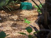 2008_06_01_Key_West_007.jpg